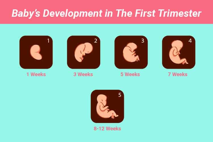 Baby’s Development in The First Trimester
